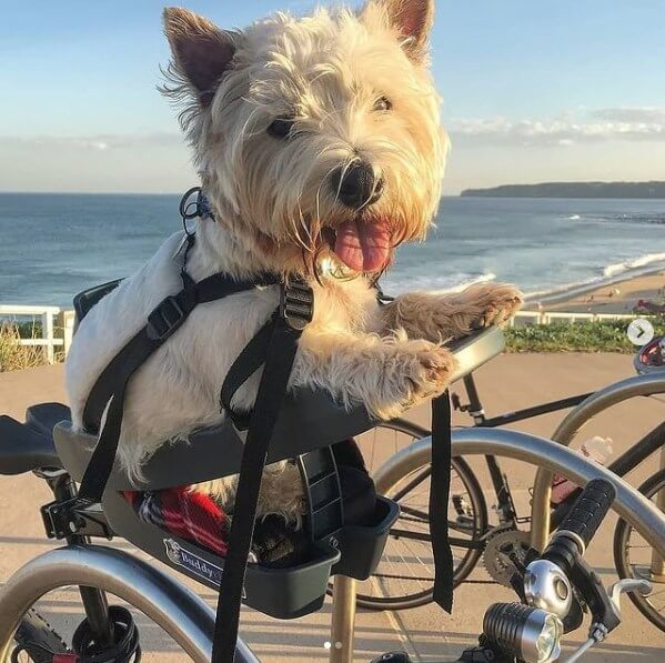 Buddyrider Bicycle Dog Carrier - Tasman RV